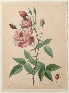 Güller: Çin veya Bengal Gülü, 1817-1824. by Pierre Joseph Redouté