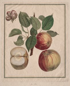 Yaprak ve Meyve Çiçeği ile Elma, 1768.
