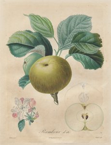 Meyve Ağaçları Üzerine İnceleme: Yaz Rambour, 1808-1835.