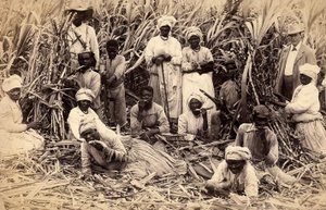 Şeker kamışı kesiciler, Jamaika by Henri S. Duperly