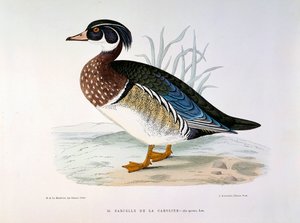 Caroline Plate