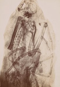 [Bir Raptorun Mumyasının Röntgeni], 1896. by Henri van Heurck