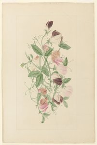 tatlı bezelye by Henrietta Benson Homer