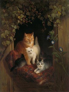 Yavru kedi