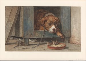 Uyuyan bir köpeğe kuşları gözetleyen kedi