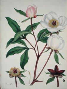 Paeonia Albiflora, 