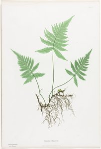 Büyük Britanya ve İrlanda Eğreltileri: Polypodium Phegopteris by Henry Bradbury