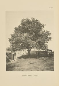 Isırgan Ağacı, Lowell