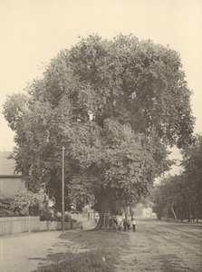 Whittemore Karaağaç, Arlington