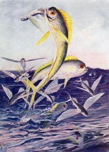 Uçan Balıklar Saldırıya Uğradı by Henry Charles Seppings Wright
