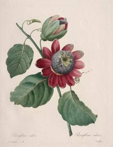 En güzel çiçeklerin seçimi...en güzel meyveler: Passiflore ailee by Henry Joseph Redouté