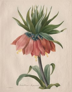 Crown Imperial Fritillary by Henry Joseph Redouté