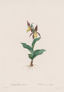 Les Liliacées: terlik