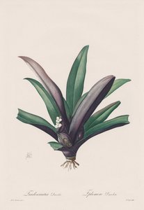 Les Liliacées: Tradescantia renk değişikliği by Henry Joseph Redouté