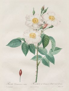 Les Roses: Rosa Damascena, subalba