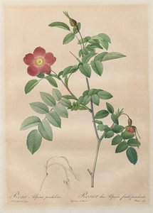 Les Roses: Pembe alp sarkaç
