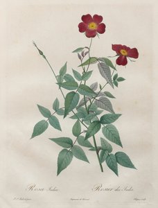 Güller: Rosa indica by Henry Joseph Redouté