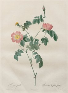 Güller: Rosa indica
