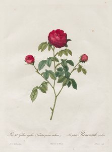 Provence veya Fransız Gülü by Henry Joseph Redouté