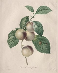 Reine Claude Erik