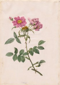 Rosa Monsonian Tepesi by Henry Joseph Redouté