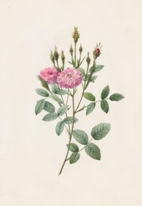 Rosa Pomponiana Muscosa by Henry Joseph Redouté