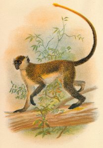 Yeşil Guenon, 1897