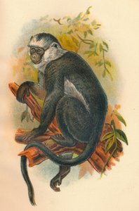 Hortumlar Langur, 1897