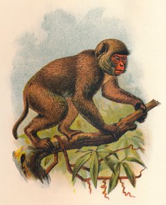 Johns Makak, 1897