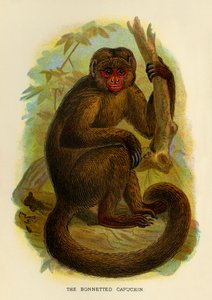 Kapüşonlu Capuchin, 1896 by Henry Ogg Forbes