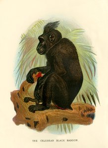 Celebean Kara Babun, 1896