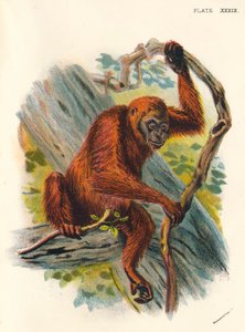 Orangutan-Utan, 1897
