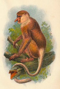 Hortum Maymunu, 1897