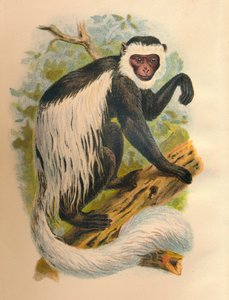 Ak Kuyruklu Guereza, 1897