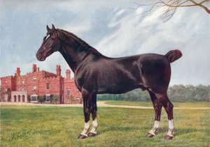Hackney aygırı Danegelt, c1905 c1910 by Henry Powell Palfrey