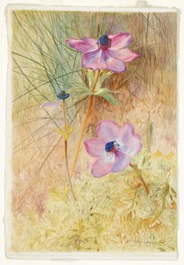 Floransalı Vahşi Anemonlar