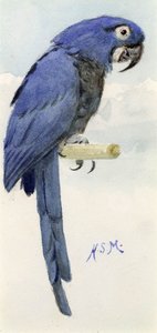 Sümbül Amerika Papağanı, c.1890 by Henry Stacey Marks