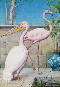 Pelikan ve Flamingo (wc)