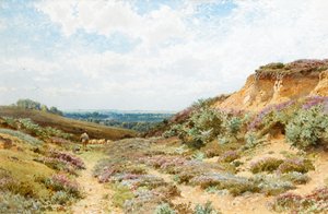 Surrey Heath üzerinde Heather (kağıt üzerinde wc)