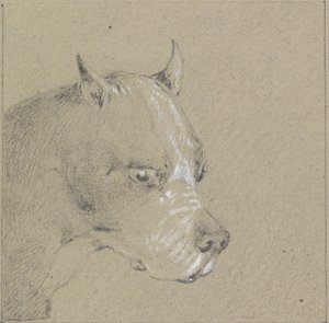 Bir boksör köpeğin başı ve omuzları (kağıt üzerinde beyazla yükseltilmiş grafit) by Henry Thomas Alken