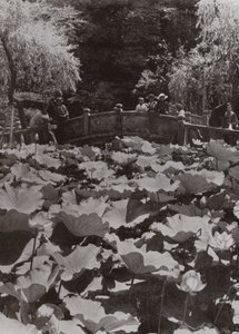 Lotus Göleti (s/b fotoğraf) by Herbert Ponting