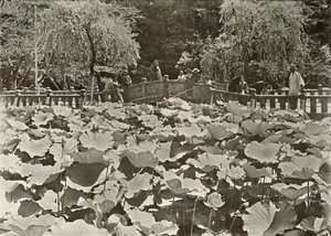 Bir Lotus Göleti, 1910. by Herbert Ponting