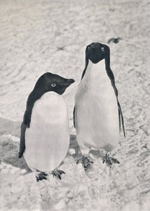 Bir Çift Adélie Penguen, c1911, 1913 by Herbert Ponting