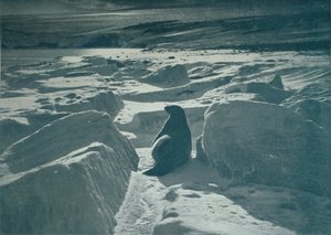 Sahilde Bir Weddell Mührü, c1911, 1913 by Herbert Ponting