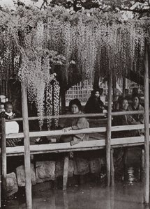 Kameido'da bir Wistaria Arbor (s/b fotoğraf) by Herbert Ponting