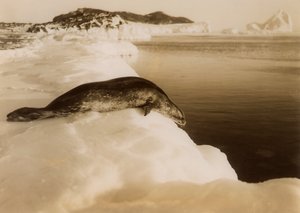 West Beach, Cape Evans, Antarktika