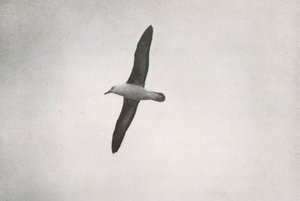 Yükselen Albatros, c19101913, 1913 by Herbert Ponting