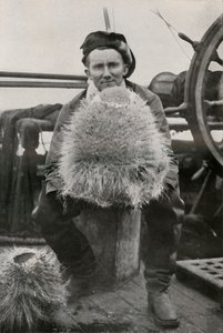 D. G. Lillie, Bazı Silisli Süngerlerle, c1911, 1913 by Herbert Ponting