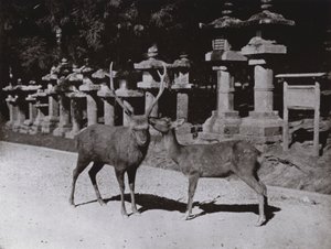 Geyik, Nara