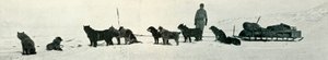 Kulübe Noktasından Ayrılmak Üzere Dükkânları Olan Köpekler, c1911, 1913 by Herbert Ponting